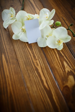 Beautiful white phalaenopsis flowers  on a wooden tableの写真素材