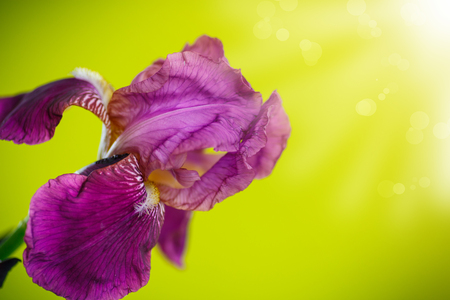 beautiful white with purple irises on a green backgroundの写真素材