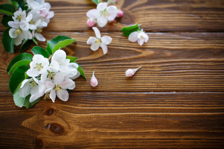 spring flowers of fruit trees on a wooden tableの写真素材