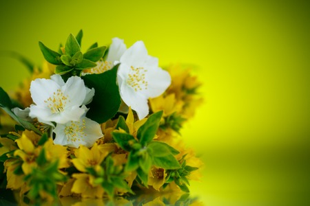 beautiful yellow summer flowers on a green backgroundの写真素材