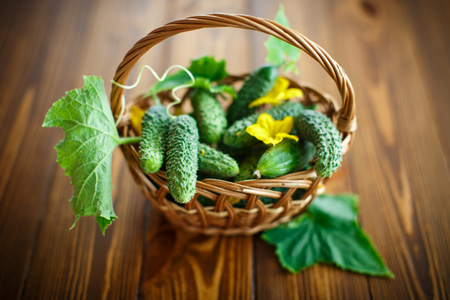 fresh organic cucumbers on a wooden tableの写真素材