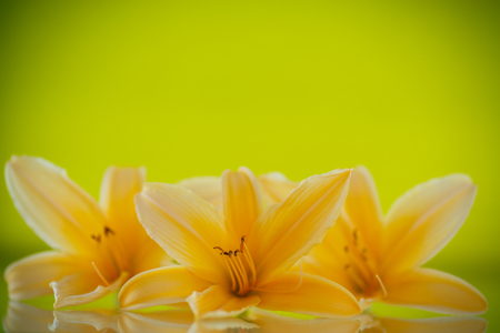 beautiful blooming lily on a green backgroundの写真素材