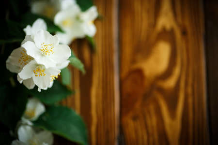 White flowers of jasmine on brown wooden backgroundの写真素材