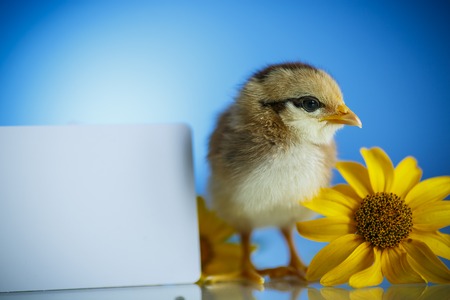cute little chicken on a blue backgroundの写真素材