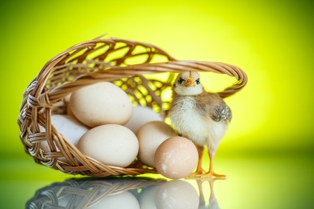 pretty cute chick with eggs on green backgroundの写真素材
