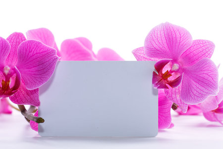 pink stripy phalaenopsis orchid isolated on whiteの写真素材