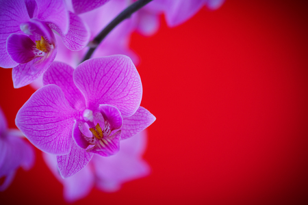 branch beautiful white orchidの写真素材