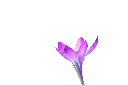 Beautiful purple crocus flowerの写真素材