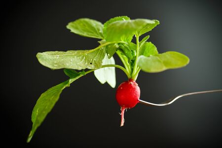 Ripe red radish with foliageの写真素材