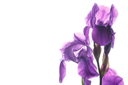 beautiful dark purple iris flowerの写真素材