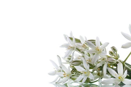 Ornithogalum umbellatum .Beautiful white flowers.の写真素材