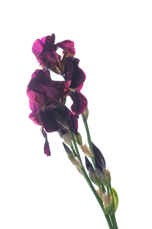 Flower purple irisの写真素材