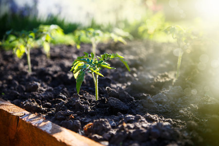 gruwth seedling tomato