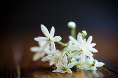 Ornithogalum umbellatum .Beautiful white flowers.