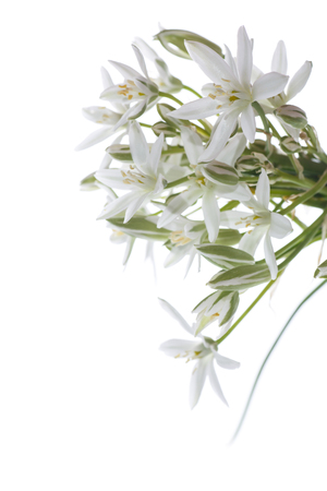 Ornithogalum umbellatum .Beautiful white flowers on a white backgroundの写真素材