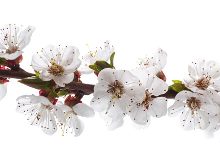 Branch of blooming spring apricotsの写真素材