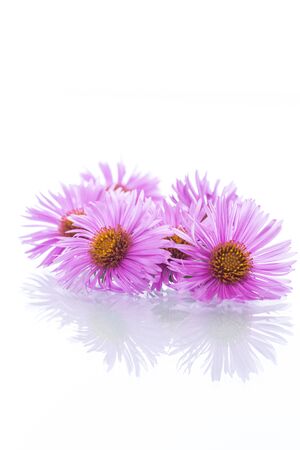 small beautiful chrysanthemum flowers on a white backgroundの写真素材