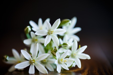Ornithogalum umbellatum .Beautiful white flowers on a wooden tableの写真素材