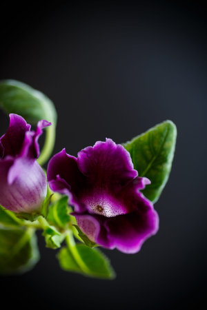Beautiful blooming flower violet on a black backgroundの写真素材