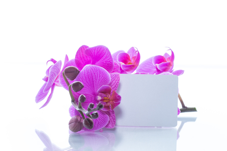 beautiful Phalaenopsis orchid flowersの写真素材