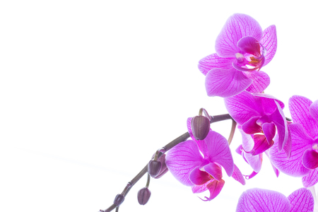 beautiful Phalaenopsis orchid flowersの写真素材