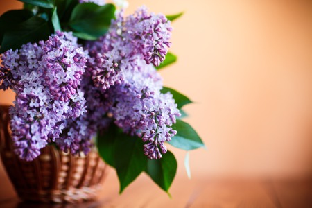 branch of blossoming spring lilacの写真素材