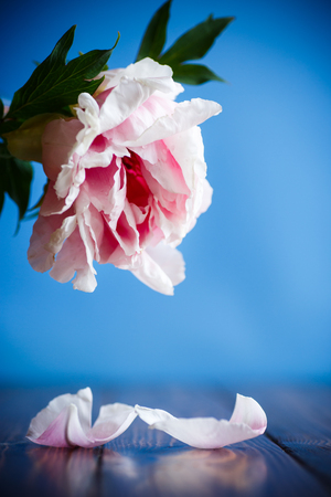 beautiful pink peonyの写真素材