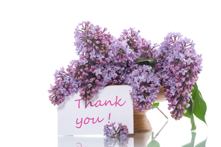 branch of blossoming spring lilac on a white backgroundの写真素材