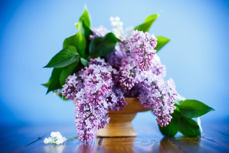 branch of blossoming spring lilac on a blue backgroundの写真素材