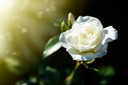 beautiful white blooming roses on a dark backgroundの写真素材