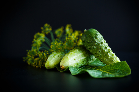 fresh green cucumbersの写真素材