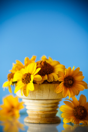bouquet of yellow big daisies on blue backgroundの写真素材
