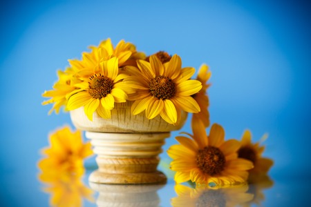bouquet of yellow big daisies on blue backgroundの写真素材