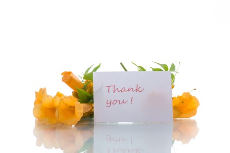 yellow blossoming flowers campsis on a white backgroundの写真素材