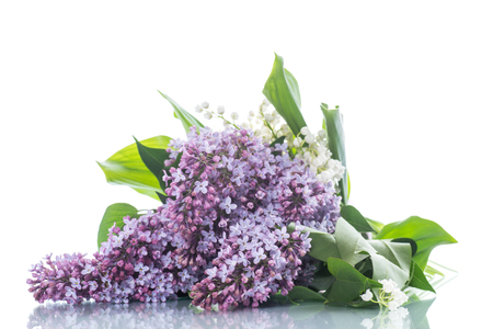 branch of blossoming spring lilac isolated on a white backgroundの写真素材