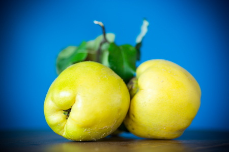 ripe fruit yellow quince isolated on blue backgroundの写真素材