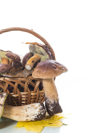 forest fresh natural mushrooms boletus on white backgroundの写真素材