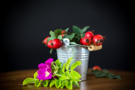 Ripe red briar berries on a branch on a black backgroundの写真素材
