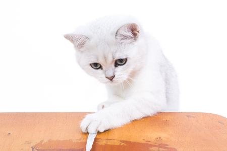Beautiful young cat, breed Scottish chinchilla straightの写真素材