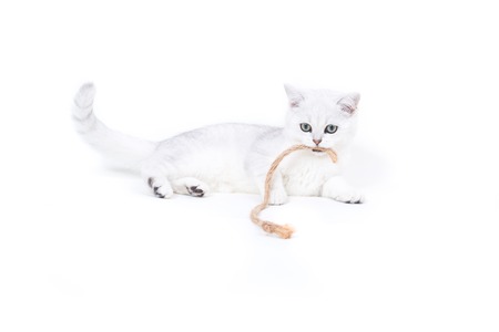 Beautiful young cat, breed Scottish chinchilla straightの写真素材