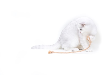 Beautiful young cat, breed Scottish chinchilla straightの写真素材