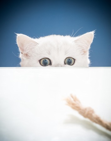 Beautiful young cat, breed Scottish chinchilla straightの写真素材