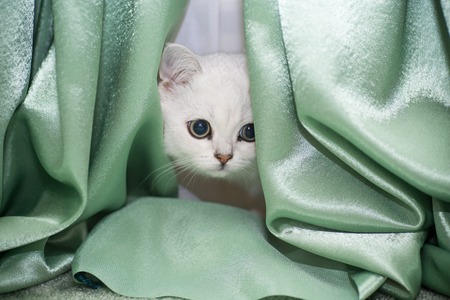 beautiful young cat breed Scottish chinchilla straightの写真素材