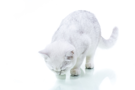 beautiful young cat breed Scottish chinchilla straightの写真素材