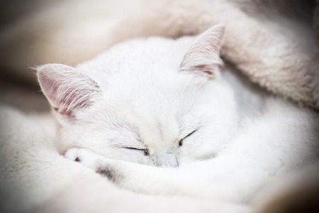 Beautiful young cat, breed Scottish chinchilla straightの写真素材