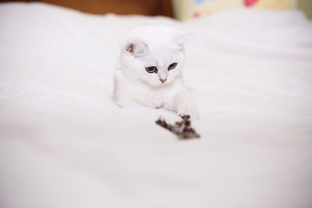 beautiful young cat breed Scottish chinchilla straightの写真素材