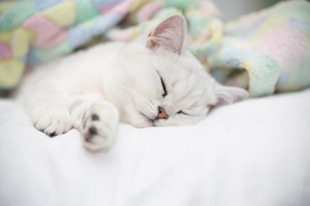 Beautiful cat breed Scottish straight chinchilla sleepingの写真素材