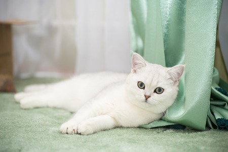 beautiful young cat breed Scottish chinchilla straightの写真素材