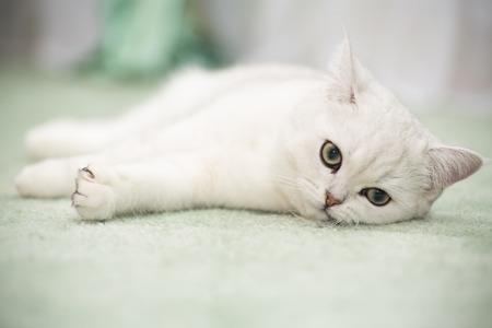 beautiful young cat breed Scottish chinchilla straightの写真素材