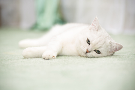 beautiful young cat breed Scottish chinchilla straightの写真素材